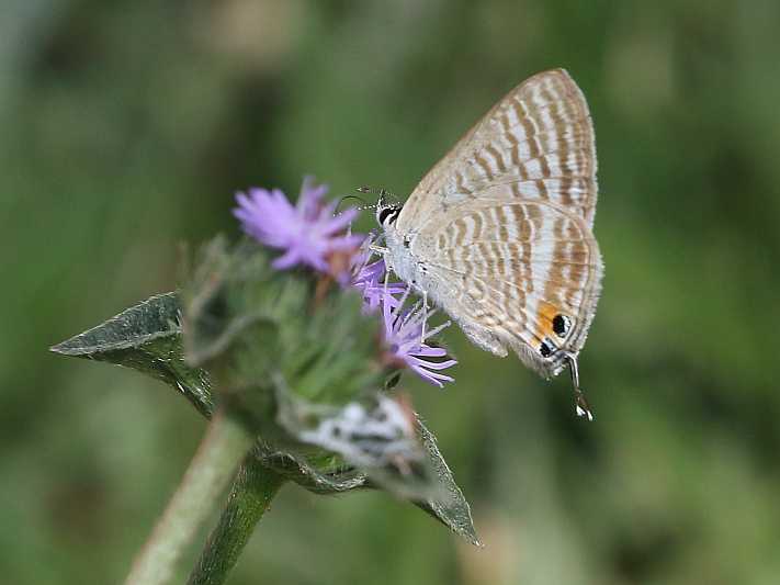 Lampides boeticus (Pea Blue).JPG